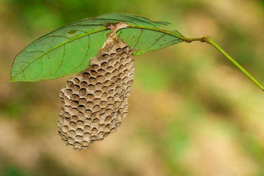 Image of honeycomb empty under the green leaf.