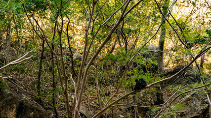  Magic mountains, sheer cliffs, monkeys, crocodiles - Canyon del Sumidero