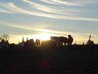 Fototapeta na wymiar Kühe im Sonnenuntergang