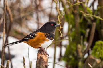 close up portrait of one beautiful Spotted Towhee bird standing on the tip of a twig among the bushes in the park in a cold winter morning.