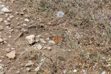 Nymphalidae / Diken Kelebeği / / Vanessa cardui