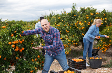 Farmer showing ripe mandarins on tree