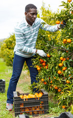 Afro male worker picking mandarins