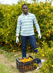 Male gathering harvest of mandarins © JackF