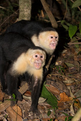 White headed capuchin monkeys, Costa Rica