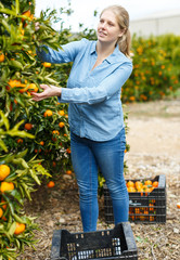 Woman farmer harvesting mandarins © JackF