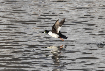 Common goldeneye drake flying over water, Des Moines River, Iowa, USA