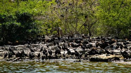  Magic mountains, sheer cliffs, monkeys, crocodiles - Canyon del Sumidero