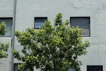 Green tree in front of grey wall.