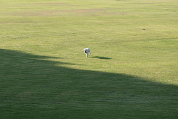 Obraz premium White dog running in a grass field.