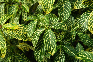 Feuilles verts avec lignes  jaunes 