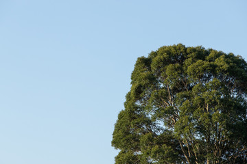 Green tree and empty blue sky.