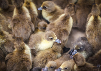 Brown duckling