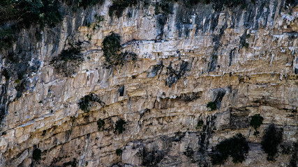 Cenote parrots or a place where green parrots are hiding