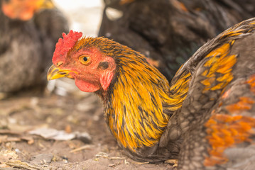 portrait of big colorful rooster