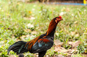 portrait of big colorful rooster