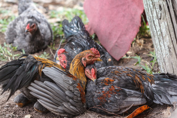 Flock of hens lying on the ground