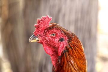 portrait of big colorful rooster