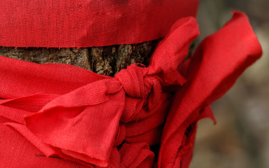Red cloth tied to tree