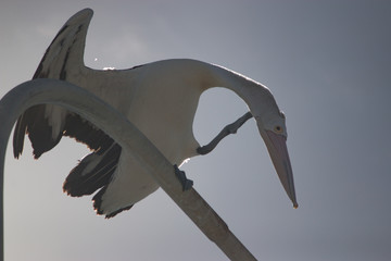 Australian pelican grooming on streetlight post back light scratching