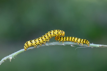 caterpillar on leaf