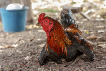 portrait of big colorful rooster