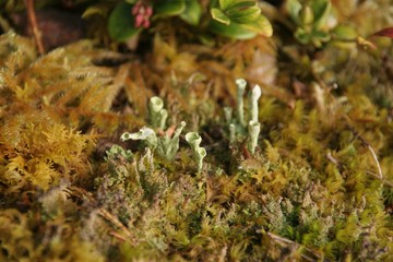 moss, nature of Norway