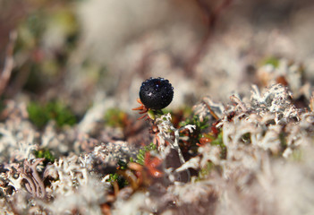 moss and berries, Norway plants