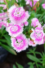 close up small flowers in garden background texture