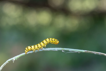caterpillar on leaf