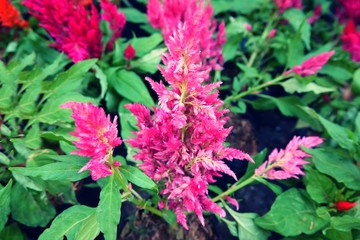 Fototapeta premium close up small flowers in garden background texture