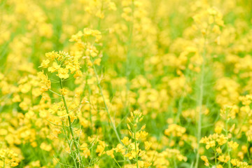 Obraz premium Background of Blooming yellow flowers field in natural summer and blurred image.