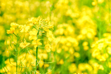 Obraz premium Background of Blooming yellow flowers field in natural summer and blurred image.