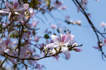 The bright bauhinia is blooming
