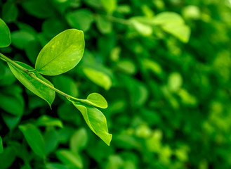 Green leaf background