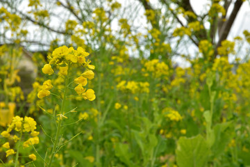菜の花