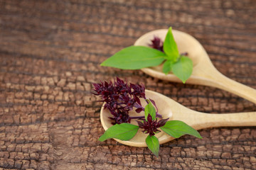 Sweet basil on wooden spoon for healthy eating 
