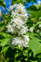 Blossoming branches of the white lilac tree on spring