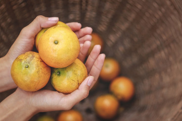 Hand hold orange fruit for eating in free time 