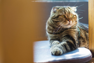 Closed up tabby cat with a tiger pattern relaxing on the floor, Soft focus with copy space.