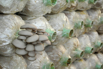 Mushroom cultivation, growing in mushroom farm