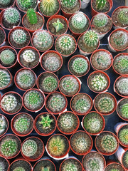  Small  succulent cactus top view