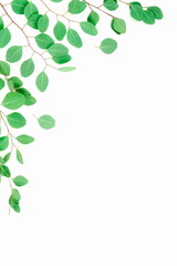 green eucalyptus branches herbs, leaves,  plants frame border on white background top view. copy space. flat lay