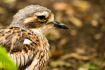 Close up of a Bush Stone-Curlew