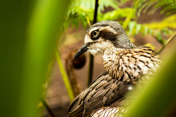 Close up of a Bush Stone-Curlew
