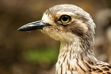 Close up of a Bush Stone-Curlew