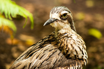 Close up of a Bush Stone-Curlew