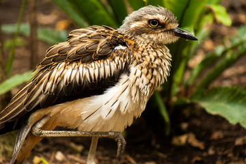 Close up of a Bush Stone-Curlew