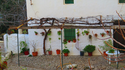 Rural farmhouse with flowers and grapevine