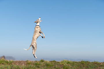 Lebensfreude - Windhund springt aufrecht in die Luft